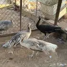 طقم طاؤوس أو طاووس برونز