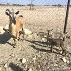 عنز جنوبيه متوم مهجنه لون الصيد هجين وعل (عرض رقم 3 )