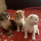 3 كيتن للتبني بمبلغ رمزي