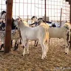 تيوس بيشيه