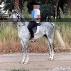 مهره واهو عربي اصيل