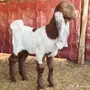 مشروع فحل على رمز