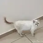 راغدول قطة مع 3 كيتين للتبني