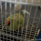 طائر درة هندية