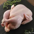 دجاج مبرد طازج ( الاحساء )