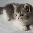 للبيع سكوتش فولد