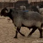 فحل مهجن للي يبي يطور مراحه