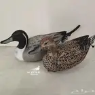 خيالات بط بلبول حذف خضيري