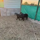 جفرتين سمان طيبات