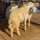 فحول حريه 2