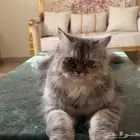 قطه شيرازيه للتبني