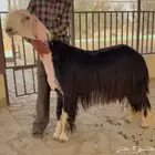 فحل نجدي مشروط