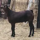 مشاريع فحول محايلية دهم