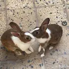 أرانب العدد 2