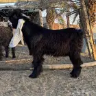 تيس عارضي طيب 1