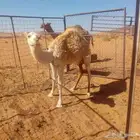 بكره لبانية وبرية شرط