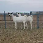 جفرات بيشية كحل صنف الصنف