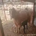 عنز مصرية معه تيس وجفرة