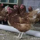 دجاج وديوك لوهمان براون خالي من التهجين