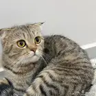 سكوتش للتبني