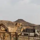دينه للنقل الابل