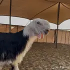 خروف مشروع فحل