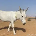حمار للبيع