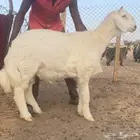للبيع حري مشروع فحل