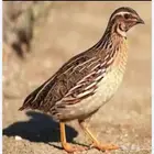موجود سمان للبيع الموقع املج