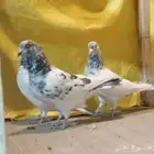 حمام باكستاني