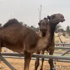 للبيع قعود اصفر ديباني