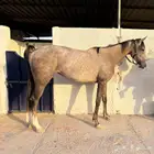 فرس شعبيه