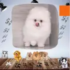 السلام عليكم ورحمة الله وبركاته اعرض لكم فندقة كلاب فقط