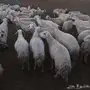 غنم 191 وبهمها 81