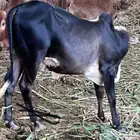 عجول طيبه للبيع