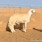 طلي حري مشروع فحل صنف الصنف