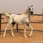 حصان واهو جمال