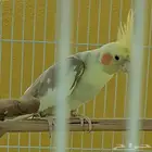 زوج كروان مع قفص و 3 كيلو اكل ب300 فقط