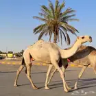 حقه كفو