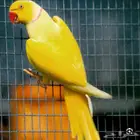 زوج درة اصفر