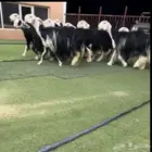 شياه نجد دفيع