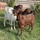 غنم مسروقه