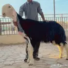 فحل نجدي مشروط