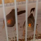طيور زيبرا زوج