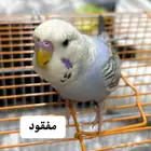 طير بادجي مفقود القطيف الجش