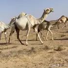 عشرا بكر وضحا عليانية كفو