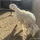 للبيع فحل عيسي الدوادمي تم البيع