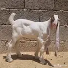 تيس حجازي( هولندي) فاخر صنف الصنف