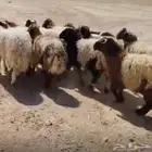 ذبايح نعيمي مفاطيح وللثلاجه مع الذبح والتوصيل