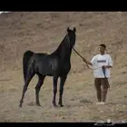 فرس لقاح